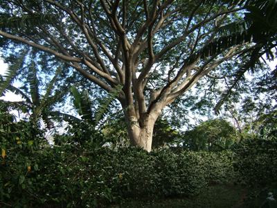 Pruned Tree
