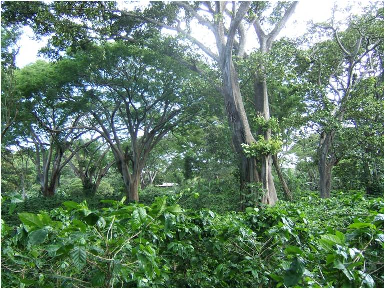Shade Grown Coffee at Gaia