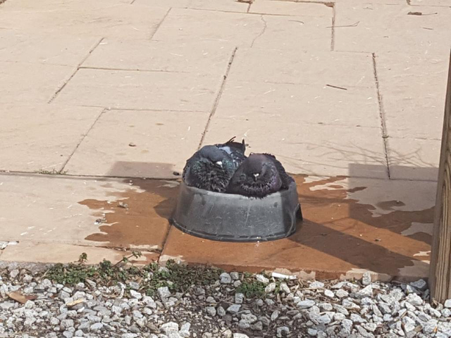 pigeons in dog bowl