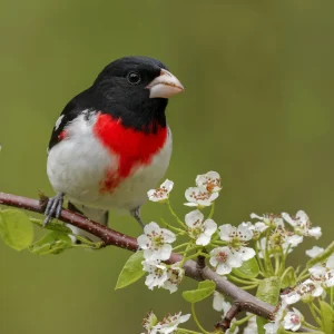 grosbeak on a branch with flowers square