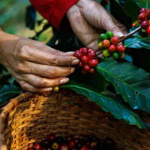 woman picking coffee red green berries square